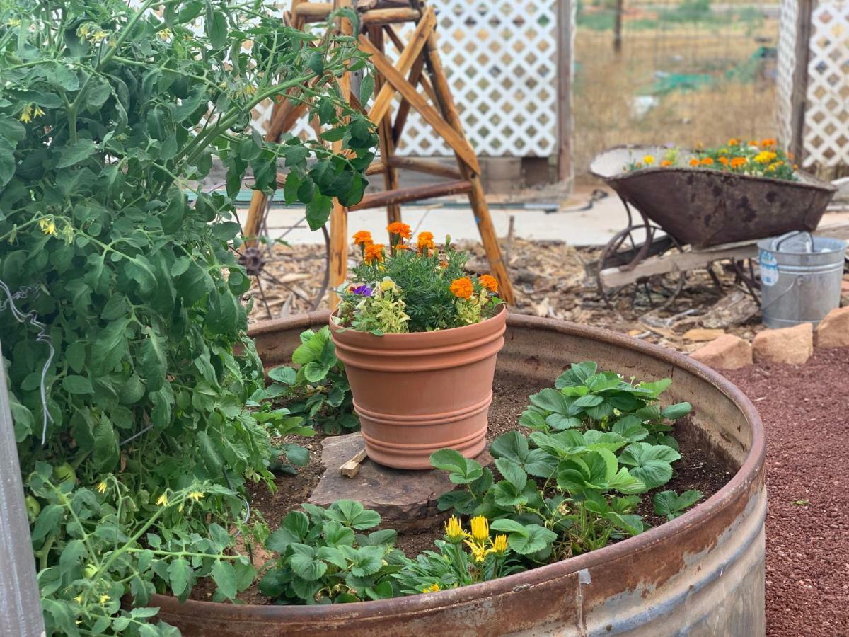 Zion'S Backyard Bed And Breakfast Colorado City Экстерьер фото